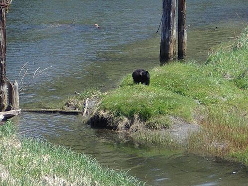 The first bear we saw.