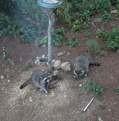 Raccoons raid the bird table