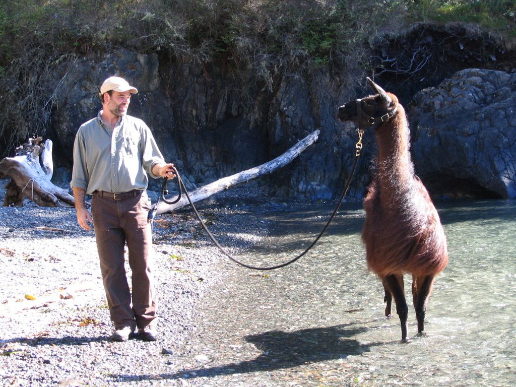 Llama trekking in East Sooke – Great day