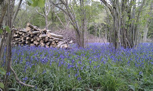 Bluebells, Walk in the Woods and a picnic